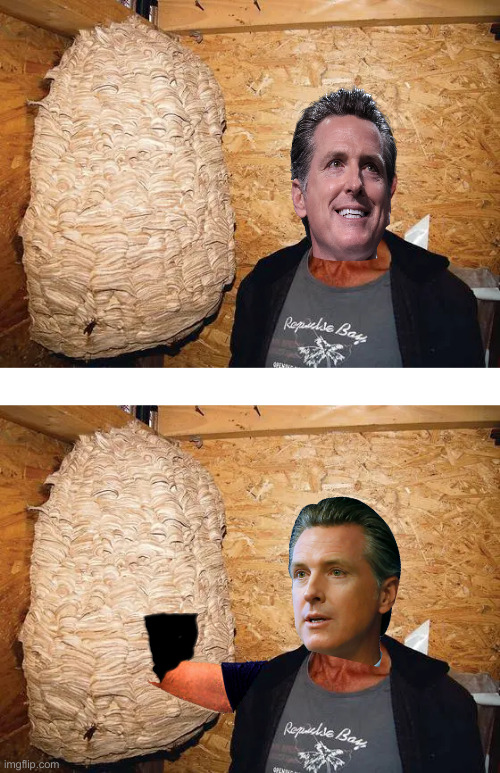 Hornets nest | image tagged in hornets nest | made w/ Imgflip meme maker