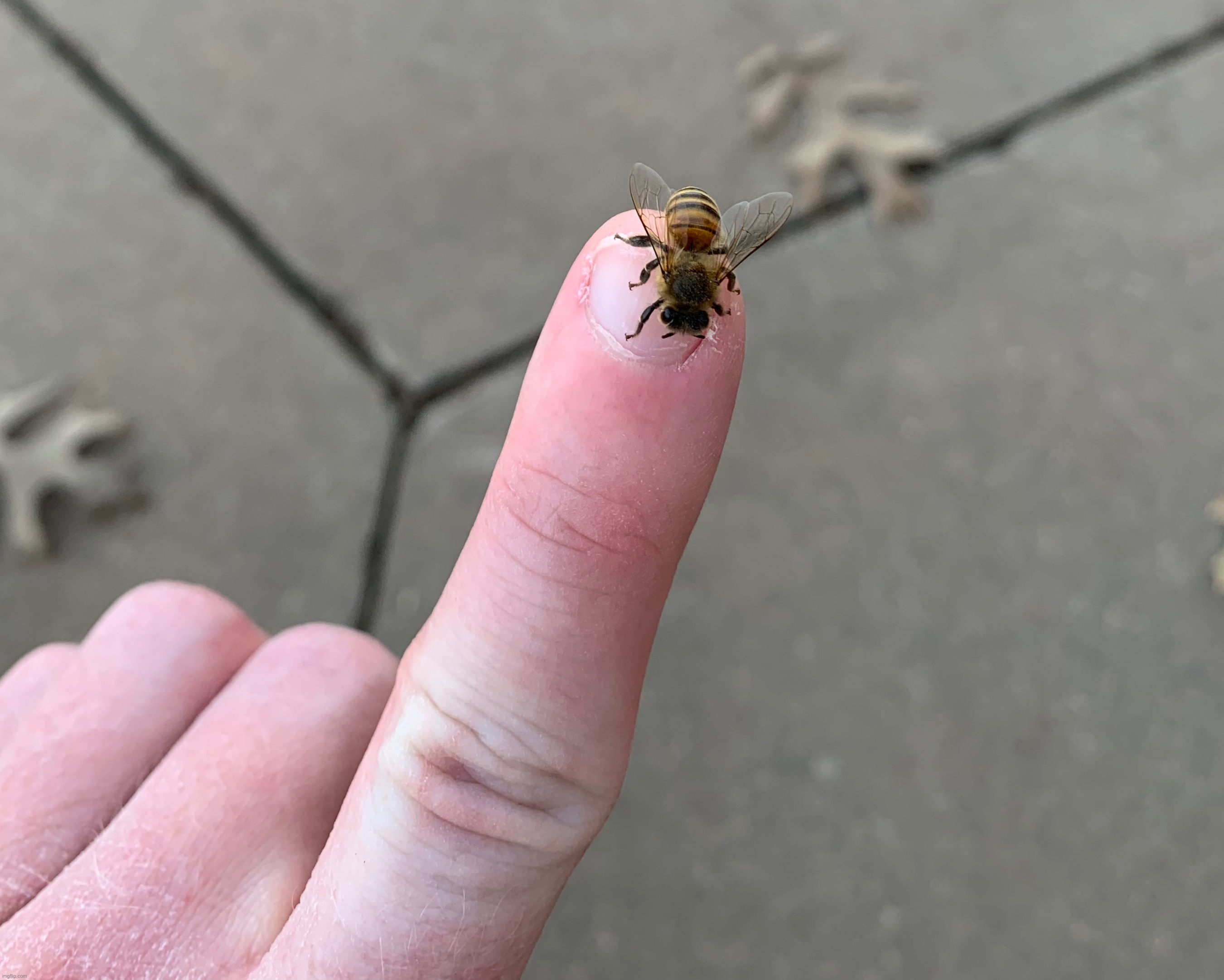 Making friends | made w/ Imgflip meme maker