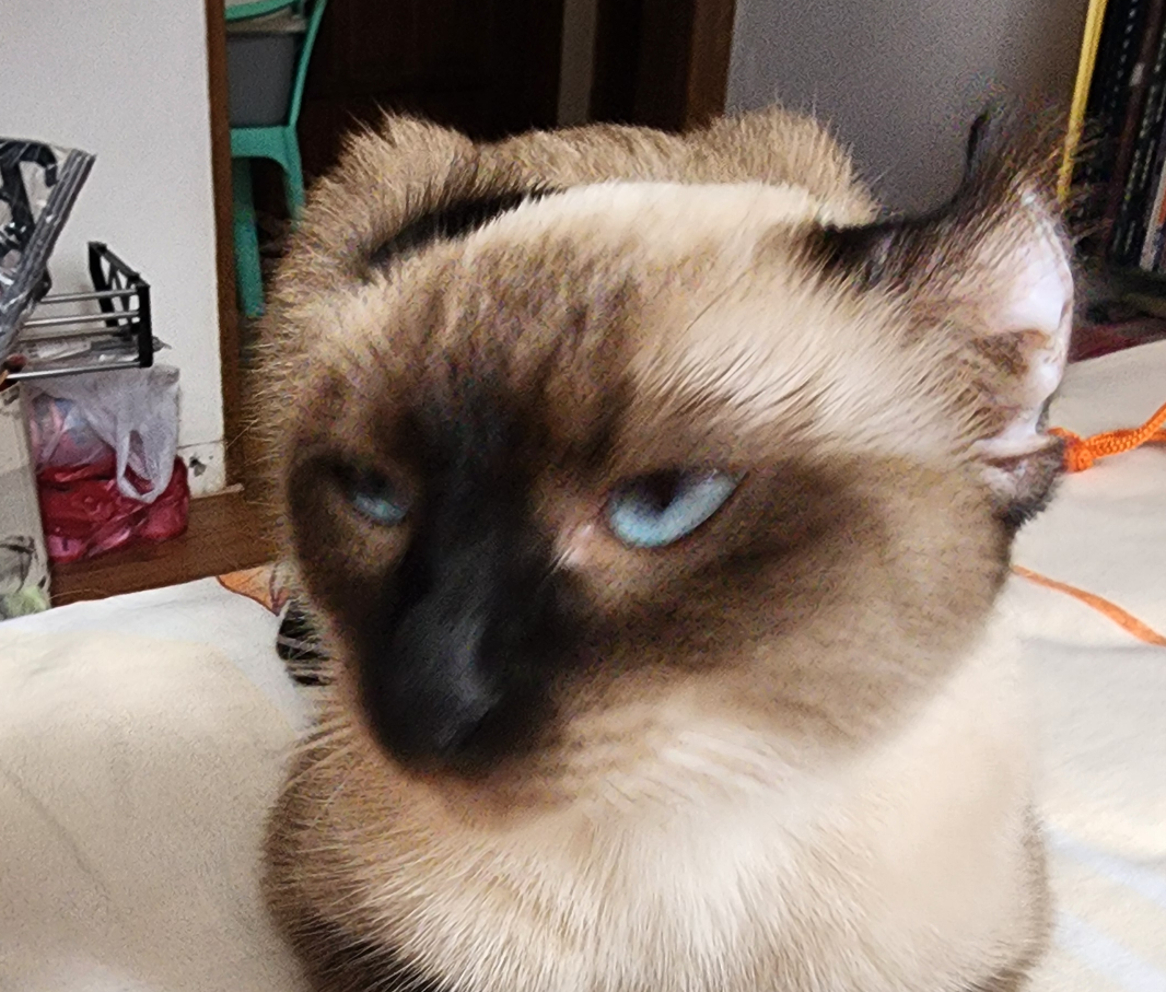 side eye cat Blank Meme Template
