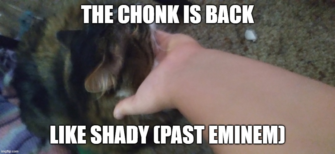 My cat h8s me | THE CHONK IS BACK; LIKE SHADY (PAST EMINEM) | image tagged in my cat h8s me | made w/ Imgflip meme maker