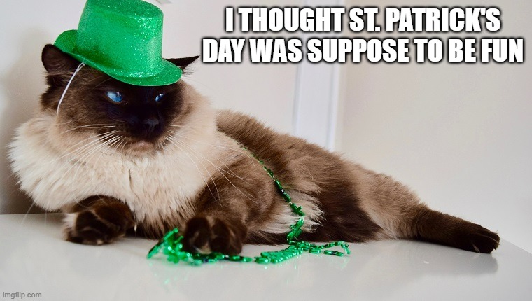 memes by Brad - My cat doesn't like dressing up for St. Patrick's Day | I THOUGHT ST. PATRICK'S DAY WAS SUPPOSE TO BE FUN | image tagged in cats,kitten,funny,st patricks day,humor,costume | made w/ Imgflip meme maker