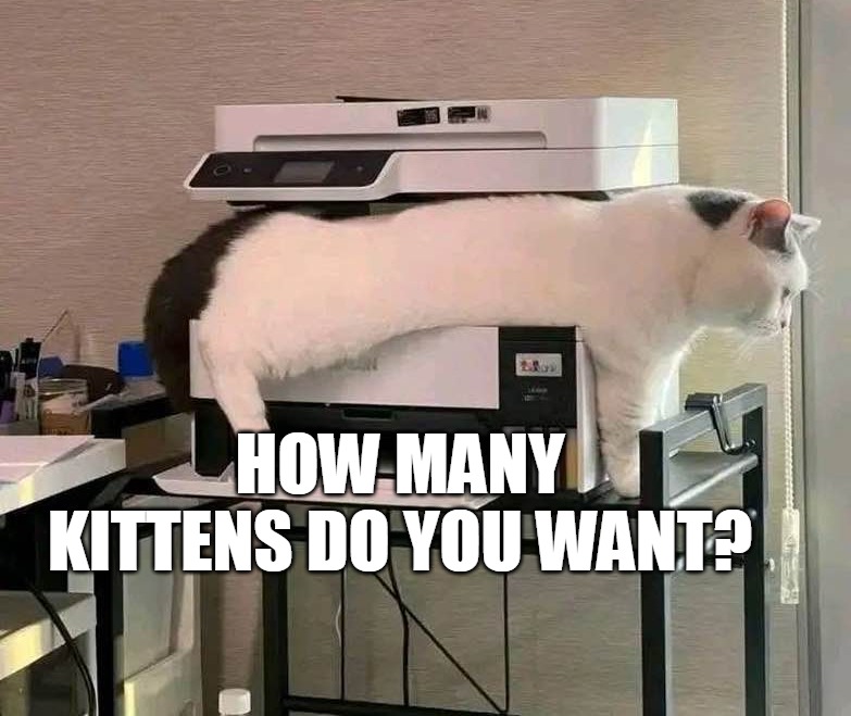 HOW MANY KITTENS DO YOU WANT? | image tagged in meme,memes,funny,cat,cats | made w/ Imgflip meme maker