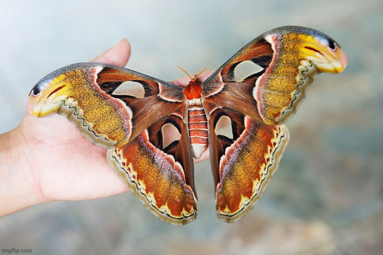 moths are so cool | made w/ Imgflip meme maker