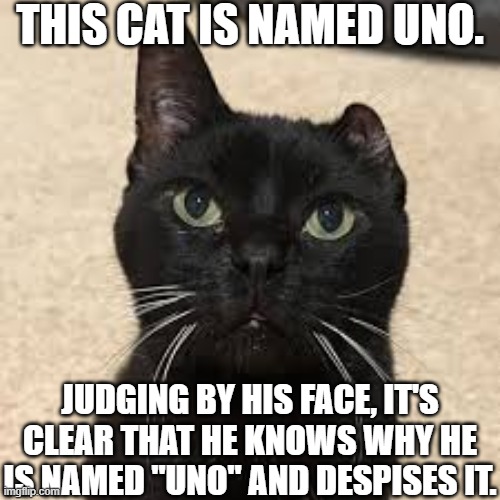 No, this is not made up. | THIS CAT IS NAMED UNO. JUDGING BY HIS FACE, IT'S CLEAR THAT HE KNOWS WHY HE IS NAMED "UNO" AND DESPISES IT. | image tagged in memes,funny,cats,black cat | made w/ Imgflip meme maker