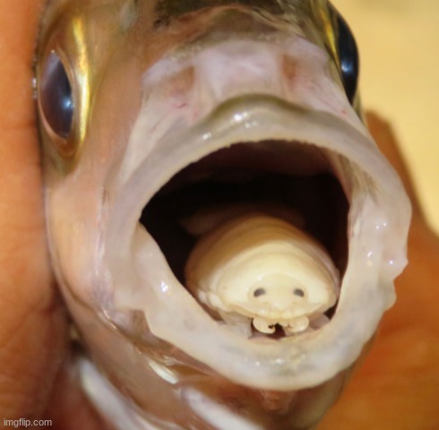 This is a Cymothoa Exigua, or Tongue-Eating louse. it's a parasite that replaces the fish's tongue by eating it, but it's ABSOLU | made w/ Imgflip meme maker