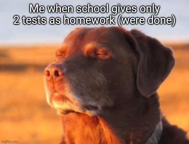 Dog accepting fate | Me when school gives only 2 tests as homework (were done) | image tagged in dog accepting fate | made w/ Imgflip meme maker