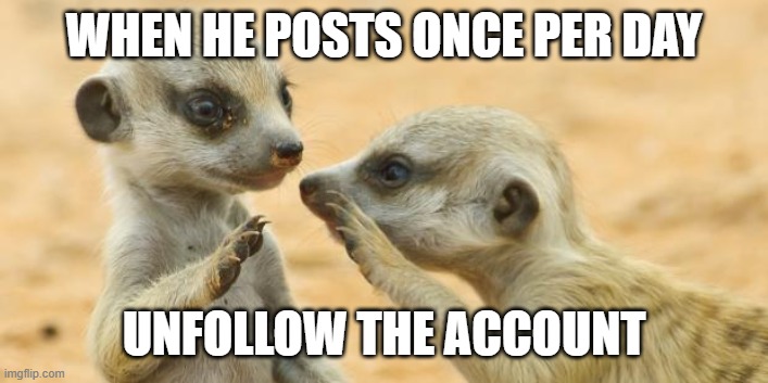 gossip meerkats | WHEN HE POSTS ONCE PER DAY UNFOLLOW THE ACCOUNT | image tagged in gossip meerkats | made w/ Imgflip meme maker