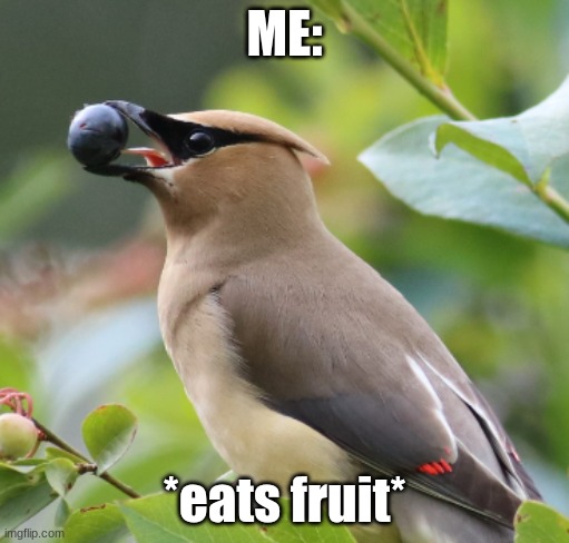 Bird eating fruit | ME: *eats fruit* | image tagged in bird eating fruit | made w/ Imgflip meme maker