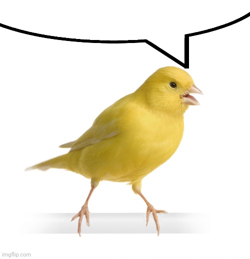 Canary | image tagged in canary | made w/ Imgflip meme maker