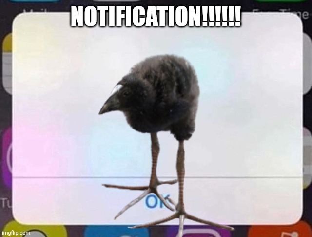 iPhone Notification | NOTIFICATION!!!!!! | image tagged in iphone notification | made w/ Imgflip meme maker