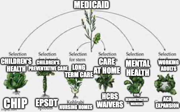 brassica | MEDICAID; CHILDREN'S PREVENTATIVE CARE; WORKING ADULTS; MENTAL HEALTH; CHILDREN'S HEALTH; CARE AT HOME; LONG TERM CARE; HCBS WAIVERS; 1115 DEMONSTRATION WAIVERS; EPSDT; ACA EXPANSION; CHIP; NURSING HOMES | image tagged in it's all brassica | made w/ Imgflip meme maker