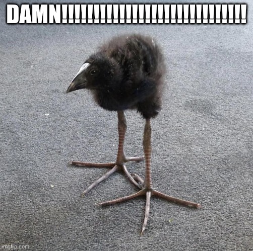 Pukeko chick | DAMN!!!!!!!!!!!!!!!!!!!!!!!!!!!!! | image tagged in pukeko chick | made w/ Imgflip meme maker