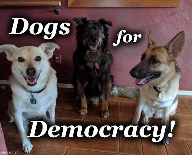 Dogs for Democracy! | Dogs; for; Democracy! | image tagged in dogs,democracy,3 dogs | made w/ Imgflip meme maker