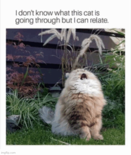 True pain | image tagged in memes,funny,cats | made w/ Imgflip meme maker