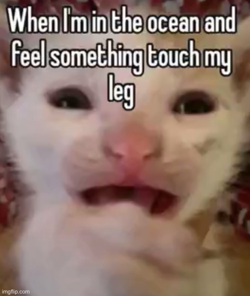 Not the leg?!?! | image tagged in memes,funny,cats | made w/ Imgflip meme maker