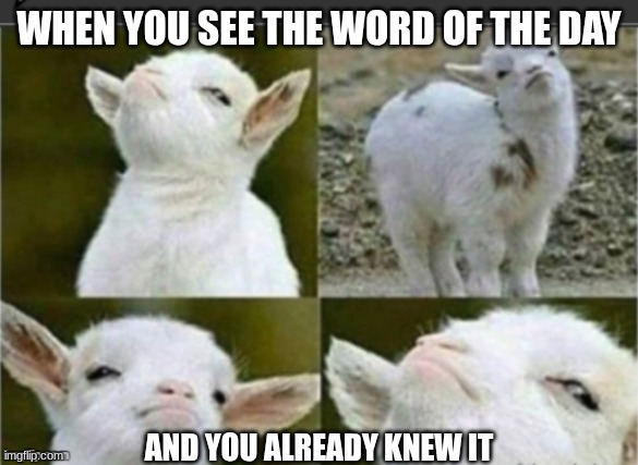 Word of the day | WHEN YOU SEE THE WORD OF THE DAY; AND YOU ALREADY KNEW IT | image tagged in arrogant sheep,nerd,logophile,funny,meme | made w/ Imgflip meme maker