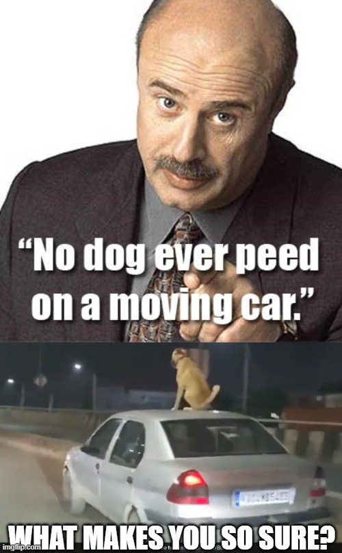 This meme might prove Dr. Phil wrong about something | WHAT MAKES YOU SO SURE? | image tagged in dr phil,dog,moving,car,roof,danger | made w/ Imgflip meme maker