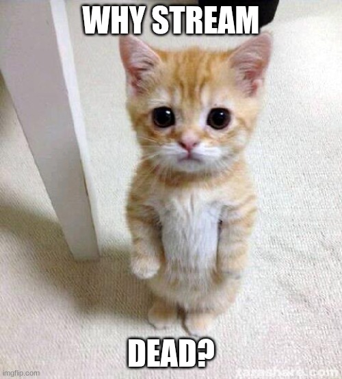 Cute Cat | WHY STREAM; DEAD? | image tagged in memes,cute cat | made w/ Imgflip meme maker