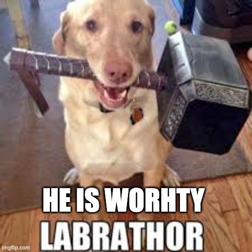 HE IS WORTHY | HE IS WORHTY | image tagged in thor dog | made w/ Imgflip meme maker