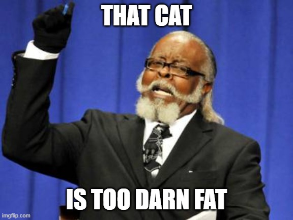 THAT CAT IS TOO DARN FAT | image tagged in memes,too damn high | made w/ Imgflip meme maker