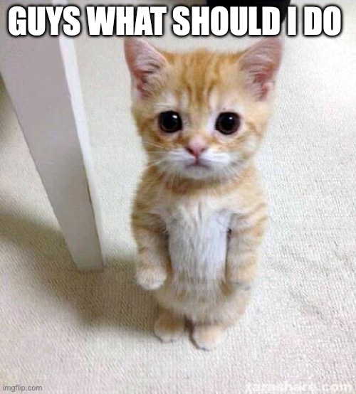 Cute Cat | GUYS WHAT SHOULD I DO | image tagged in memes,cute cat | made w/ Imgflip meme maker