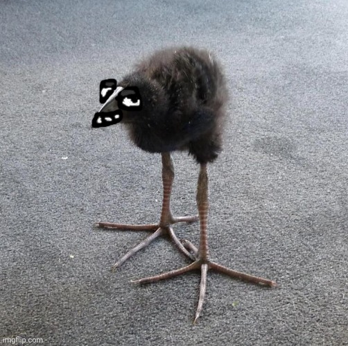 Pukeko chick | image tagged in pukeko chick | made w/ Imgflip meme maker