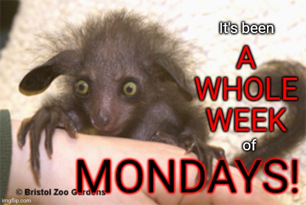 Man, let me TELL you! | A WHOLE WEEK; It's been; MONDAYS! of | image tagged in weird-eyed lemur,memes,i hate mondays,rough times,adulting sucks | made w/ Imgflip meme maker