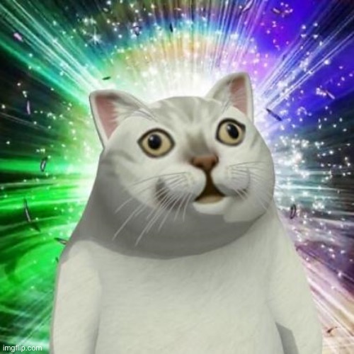 strange cat | image tagged in strange cat | made w/ Imgflip meme maker