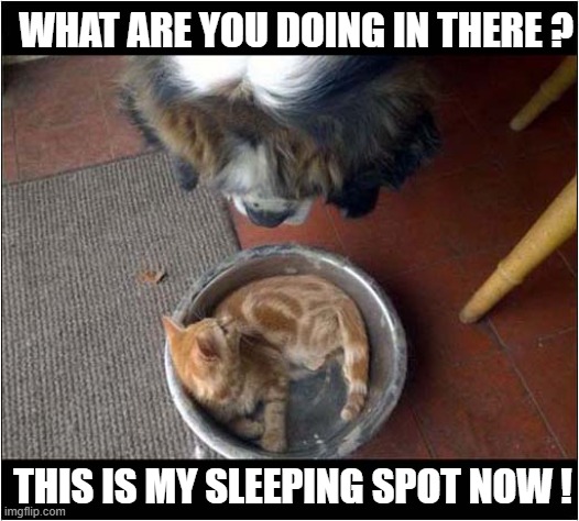 Possession Is Nine-Tenths Of The Law ! | WHAT ARE YOU DOING IN THERE ? THIS IS MY SLEEPING SPOT NOW ! | image tagged in cats,dog,dog bowl,possession | made w/ Imgflip meme maker