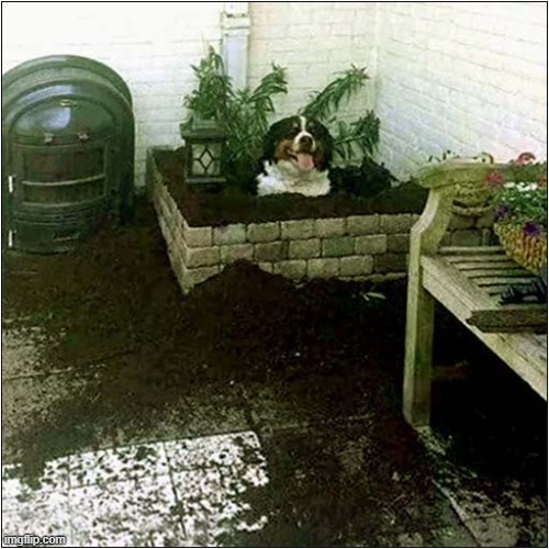 Just Look How Proud He Is Of His Accomplishment ! | image tagged in dogs,plants,proud,destruction | made w/ Imgflip meme maker