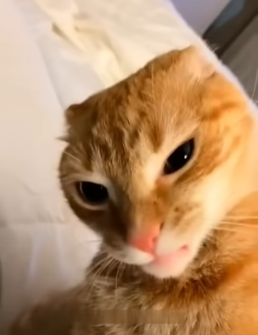 Funny cat Blank Meme Template