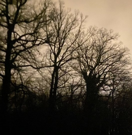 Trees. Blank Meme Template