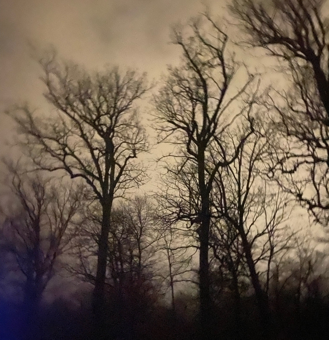 Trees, Featuring Lens Flare. Blank Meme Template