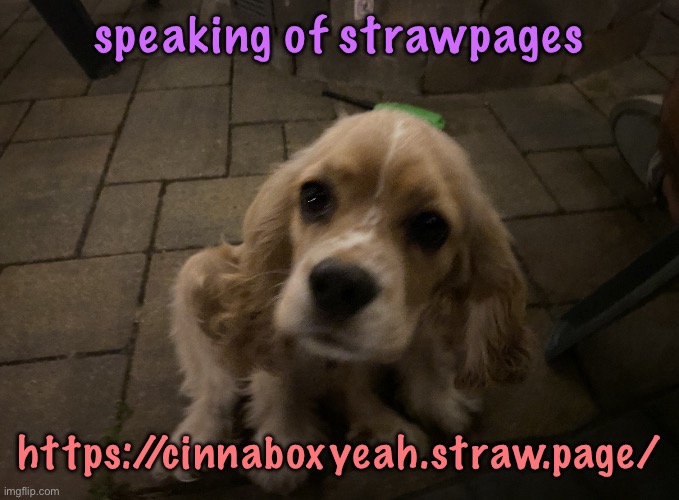 dumb little idiot gnocchi | speaking of strawpages; https://cinnaboxyeah.straw.page/ | image tagged in dumb little idiot gnocchi | made w/ Imgflip meme maker
