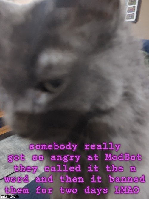 . | somebody really got so angry at ModBot they called it the n word and then it banned them for two days LMAO | image tagged in 32's cat | made w/ Imgflip meme maker