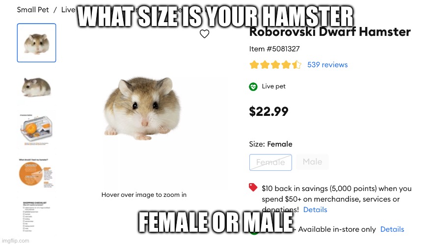 I wanna know | WHAT SIZE IS YOUR HAMSTER; FEMALE OR MALE | image tagged in what size is your hamster,hamster | made w/ Imgflip meme maker