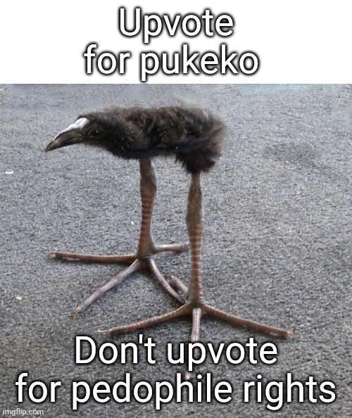 Pukeko | Upvote for pukeko; Don't upvote for pedophile rights | image tagged in pukeko | made w/ Imgflip meme maker