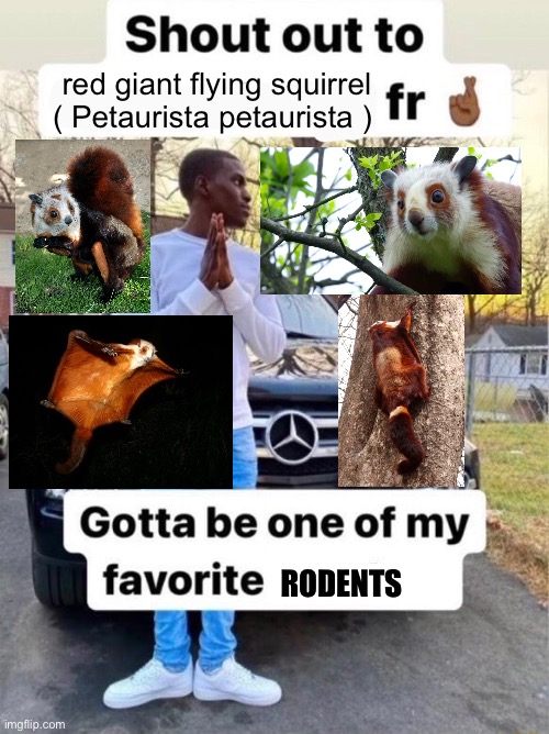 Shout out to.... Gotta be one of my favorite genders | red giant flying squirrel

( Petaurista petaurista ); RODENTS | image tagged in shout out to gotta be one of my favorite genders,memes,animal meme,funny,lol,shitpost | made w/ Imgflip meme maker