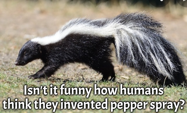 Stop or I'll shoot! | Isn't it funny how humans think they invented pepper spray? | image tagged in skunk,self defense,musk,bad smell,weapon | made w/ Imgflip meme maker