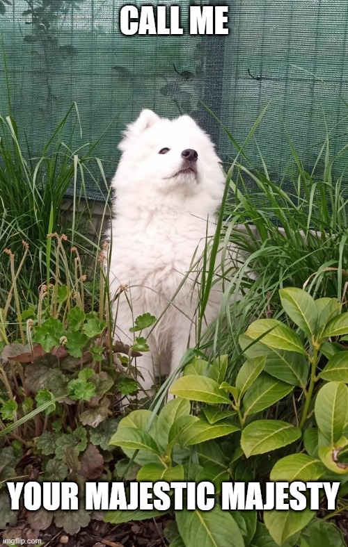 majestic doggo | CALL ME; YOUR MAJESTIC MAJESTY | image tagged in doggo,fluffy,proud,majestic | made w/ Imgflip meme maker