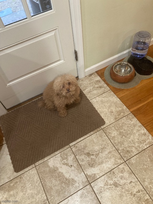 My dog looking at me like I’m Micheal Myers or smthn | made w/ Imgflip meme maker