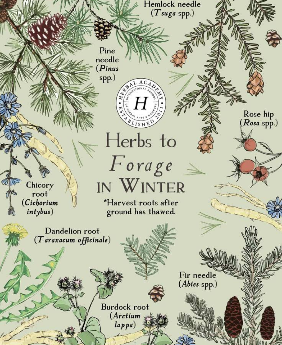 Winter Herbs For Foraging. Blank Meme Template