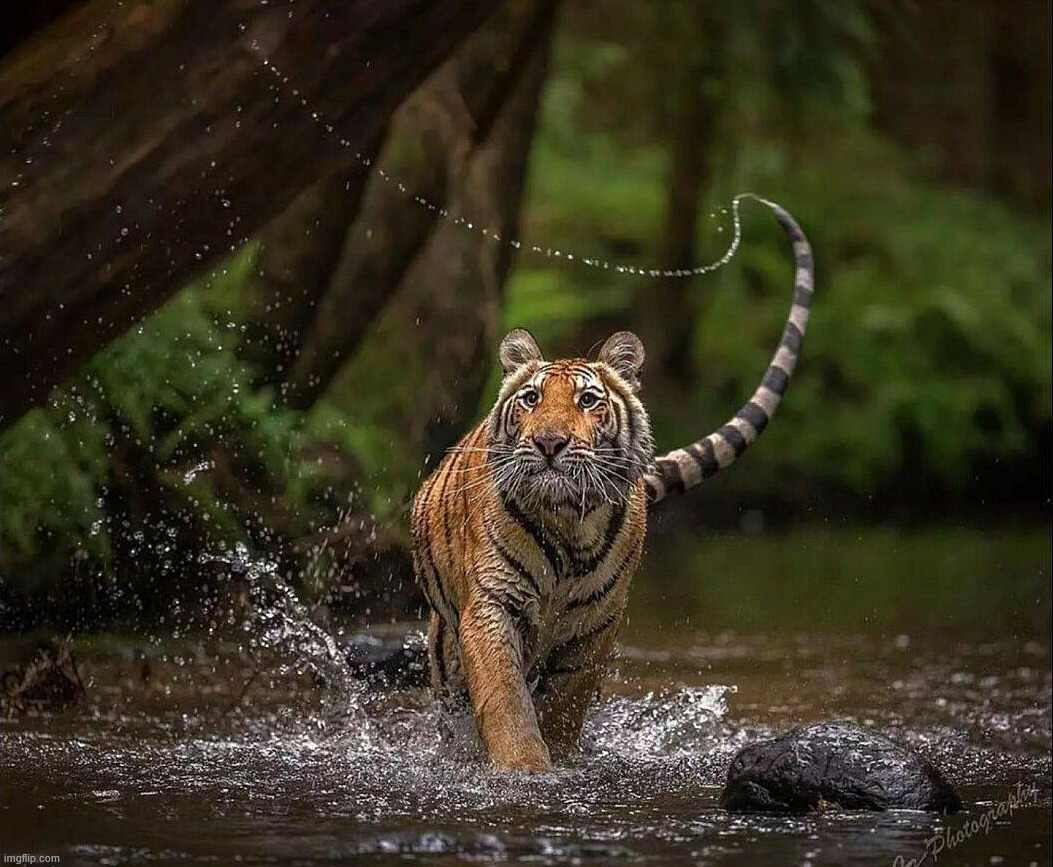 Tiger | image tagged in awesome | made w/ Imgflip meme maker