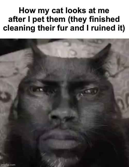 Cleaning cat | How my cat looks at me after I pet them (they finished cleaning their fur and I ruined it) | image tagged in memes,funny,cats,wholesome | made w/ Imgflip meme maker