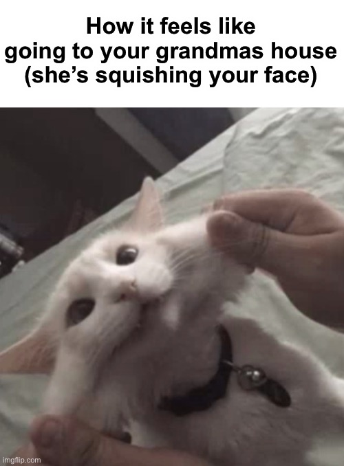 Squishy cat | How it feels like going to your grandmas house (she’s squishing your face) | image tagged in memes,funny,cats,wholesome | made w/ Imgflip meme maker