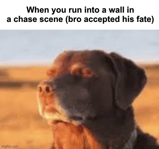 I would just let it happen | When you run into a wall in a chase scene (bro accepted his fate) | image tagged in memes,funny,dogs | made w/ Imgflip meme maker