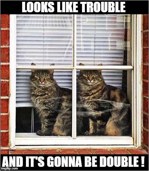 You Are Being Watched ! | LOOKS LIKE TROUBLE; AND IT'S GONNA BE DOUBLE ! | image tagged in cats,watching,trouble,double | made w/ Imgflip meme maker