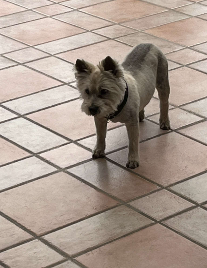 Traumatized Dog Blank Meme Template