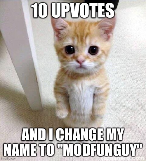 lol | 10 UPVOTES; AND I CHANGE MY NAME TO "MODFUNGUY" | image tagged in memes,cute cat | made w/ Imgflip meme maker