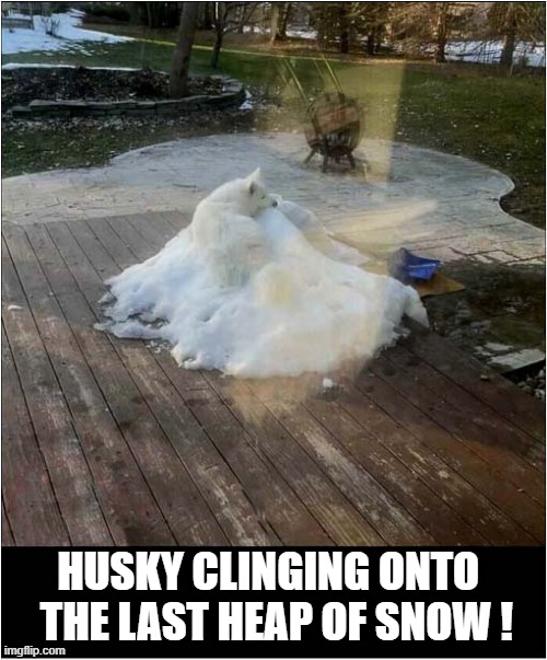 They Love The Winter ! | HUSKY CLINGING ONTO 
 THE LAST HEAP OF SNOW ! | image tagged in dogs,husky,winter,snow | made w/ Imgflip meme maker